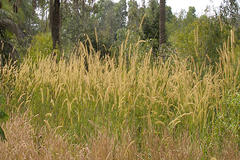 Pennisetum pedicellatum